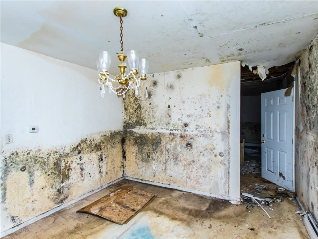A room with mold on the walls and floors.
