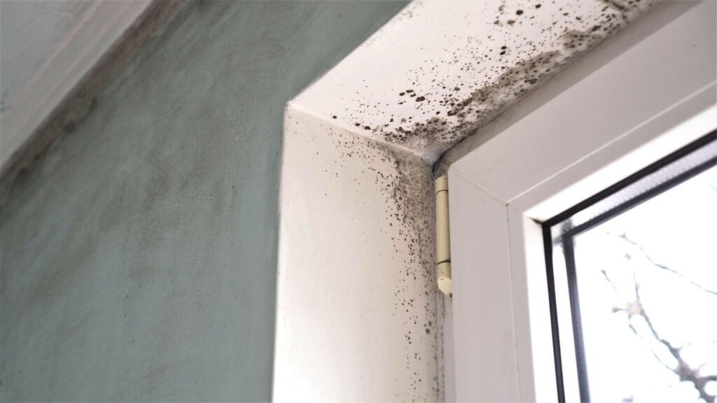 Toxic black mold growth. Damp water-damaged building