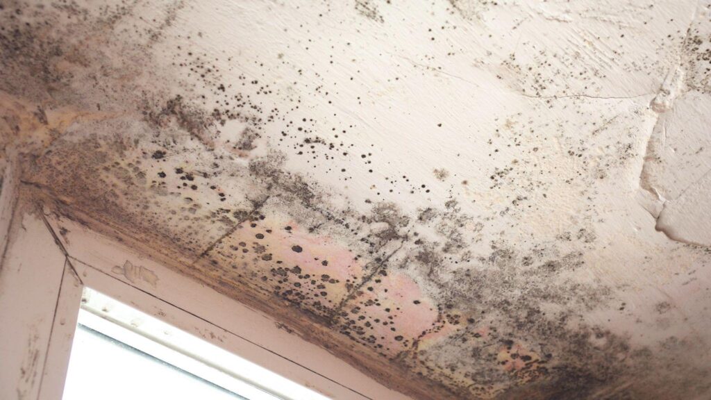 black mold or toxic black mold.