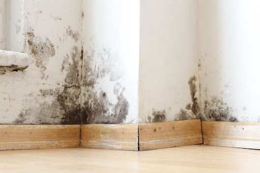 A wall with black mold growing on it.