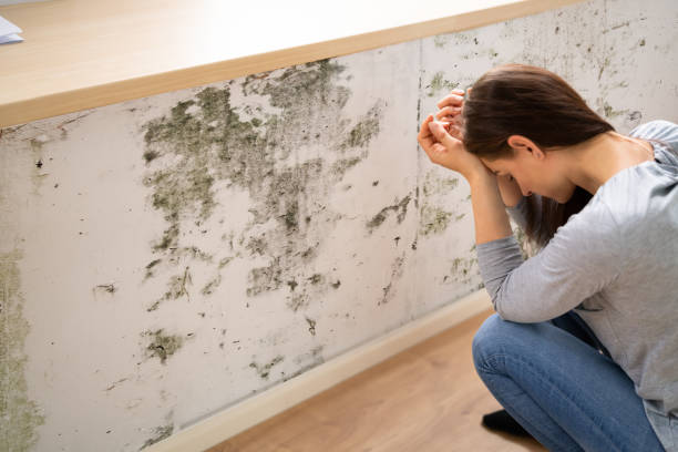 emergency mold removal West Palm Beach